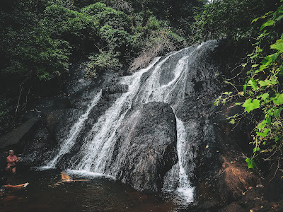 Forest Bathing and Shinrin-Yoku: A Japanese Practice for Mindful Nature Immersion